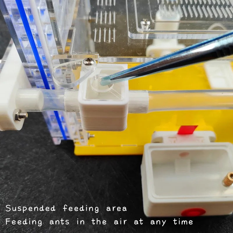 Ant Farm Nest with Feeding Area