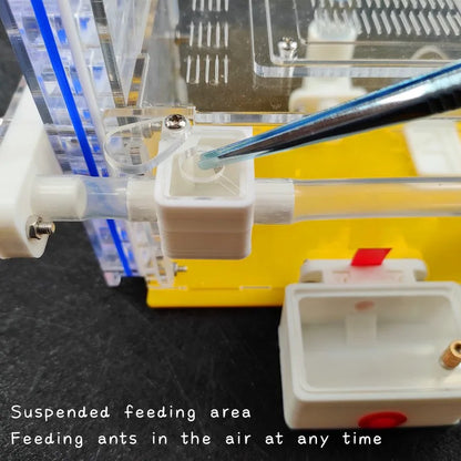 Ant Farm Nest with Feeding Area